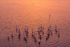 Flamingos 03